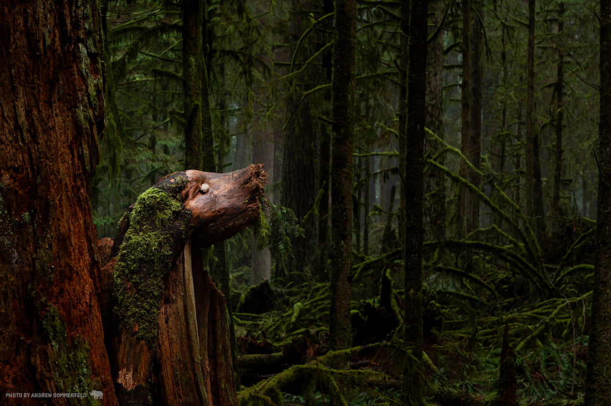Forest Ghost