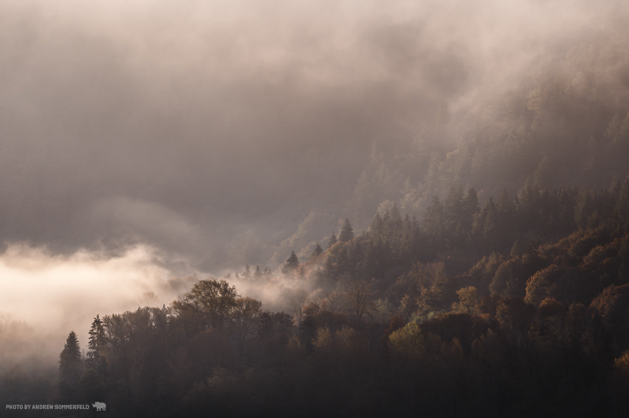 Good Morning, Dreamy Trees