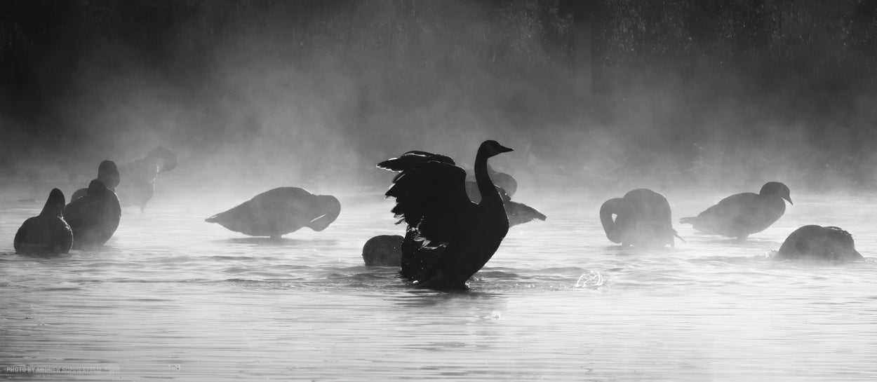 Good Morning, Flap