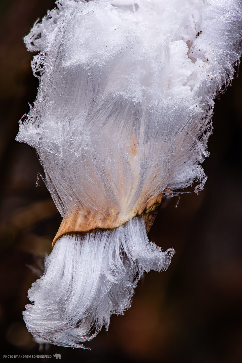 Good Morning, Luxurious Frost