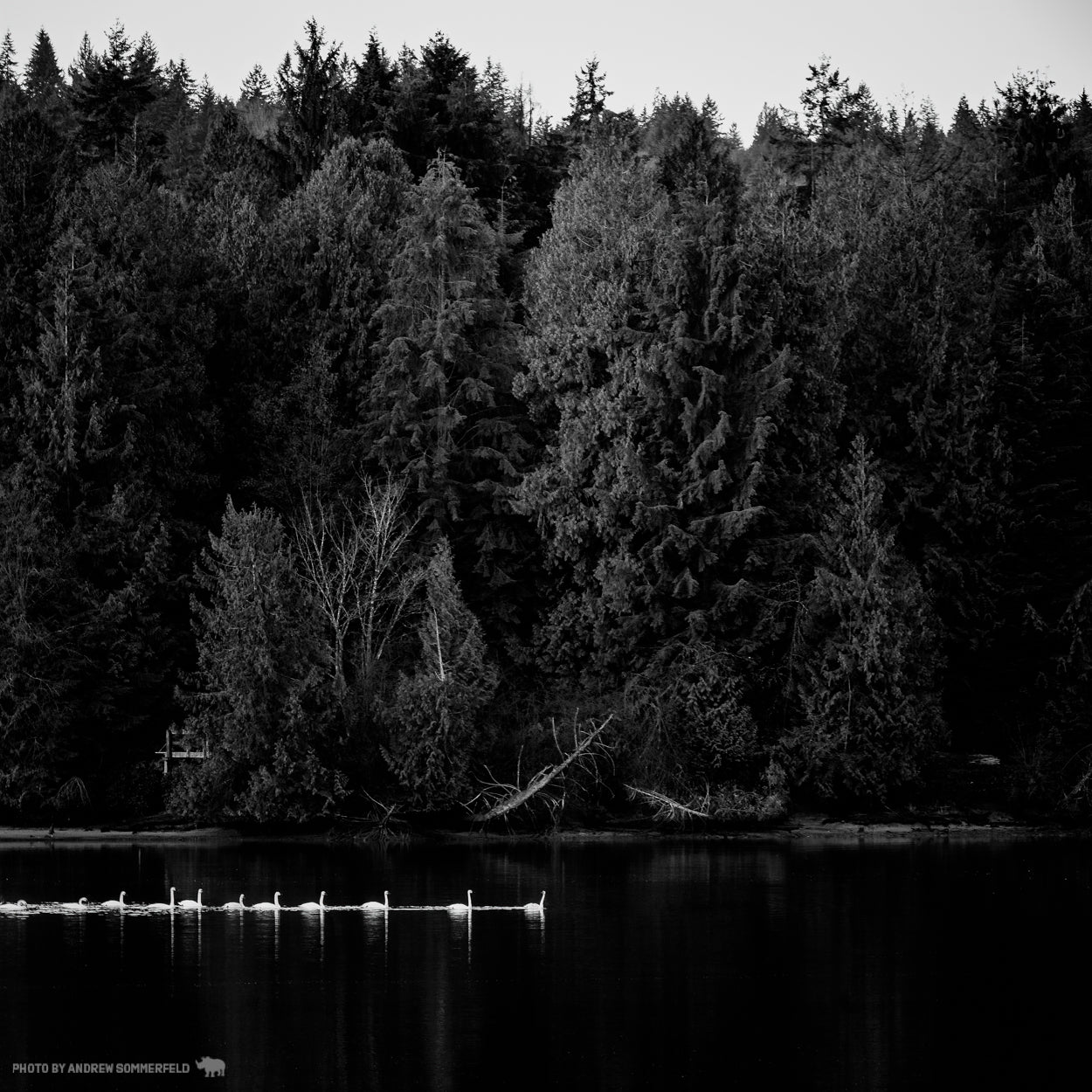Good Morning, Moody Swans