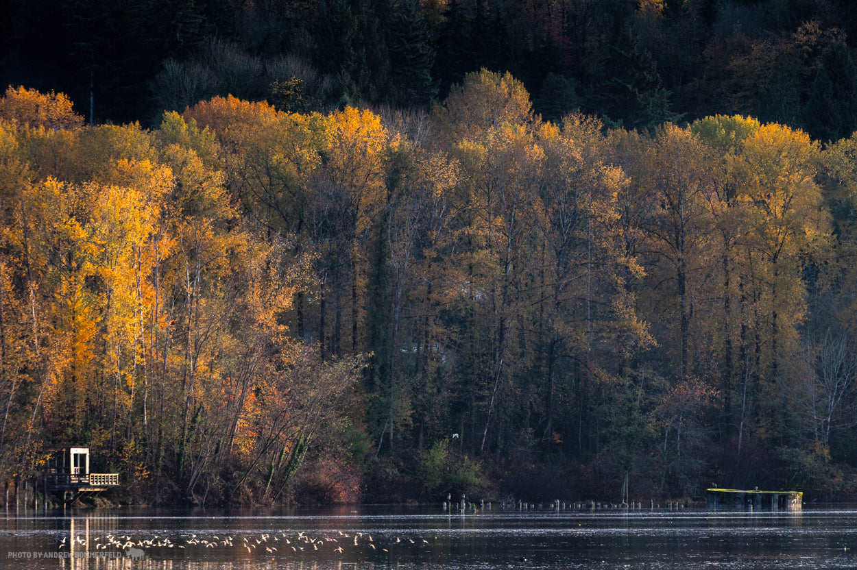 Good Morning, New Autumn View