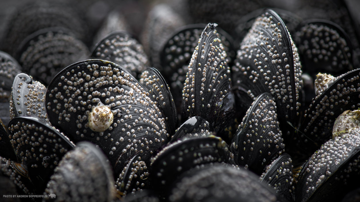 Mussels and Barnacles