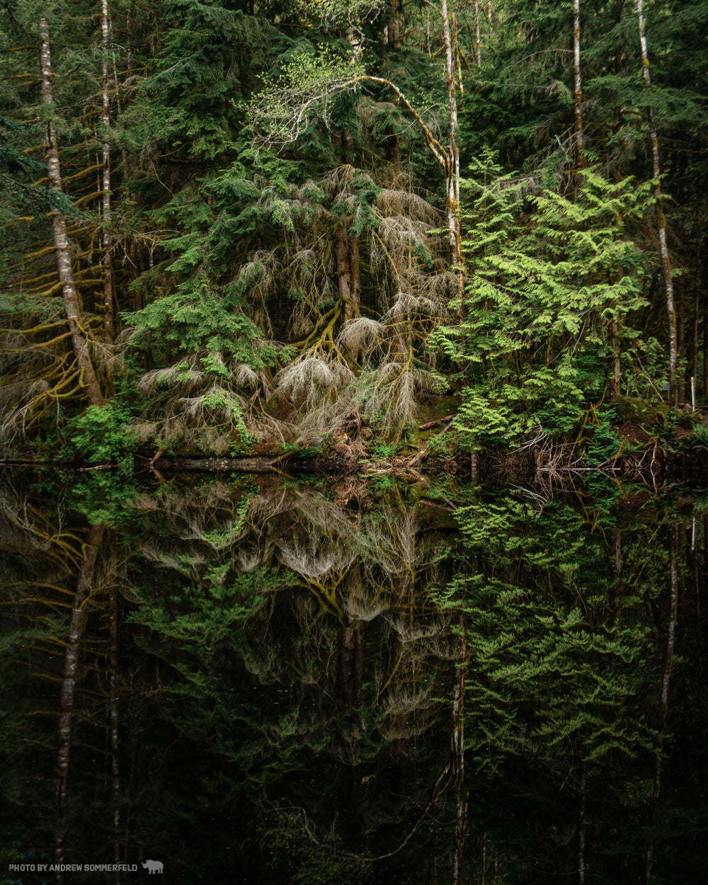 Rice Reflection