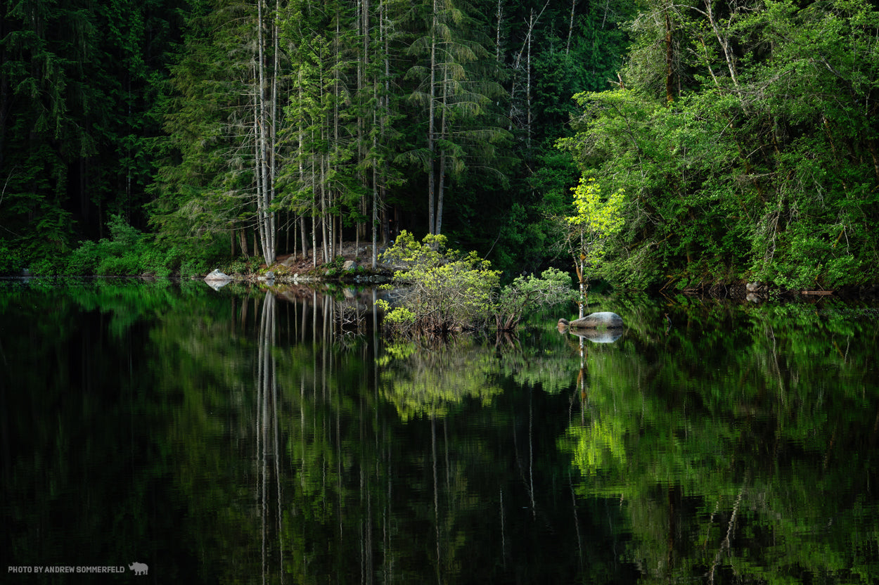 Rice Reflection II