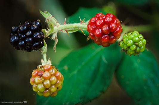 Blackberry Spectrum