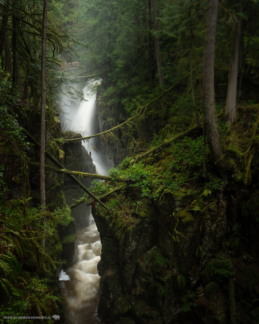 Cypress Torrent