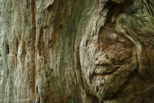 Forest Ghost II
