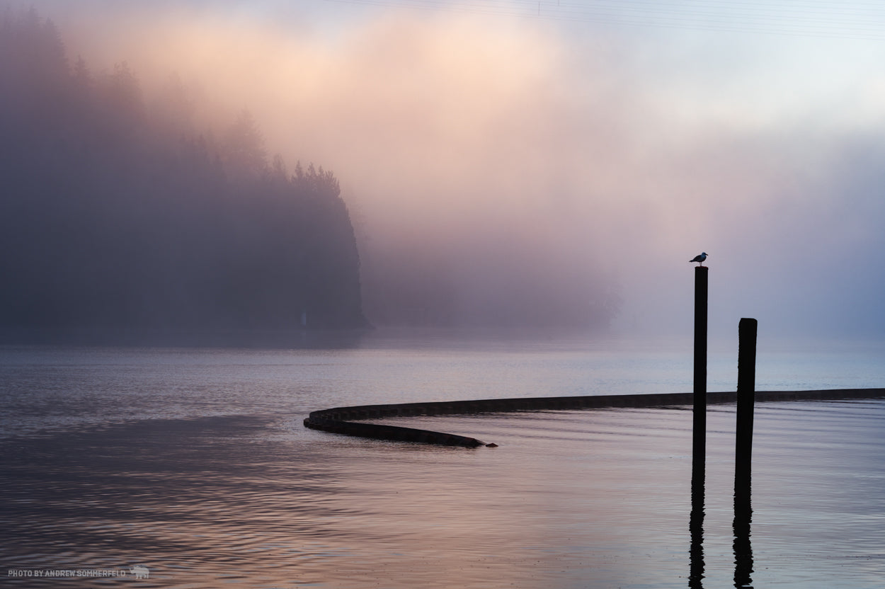 Good Morning, Familiar Fog