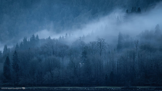 Good Morning, Foggy Mood
