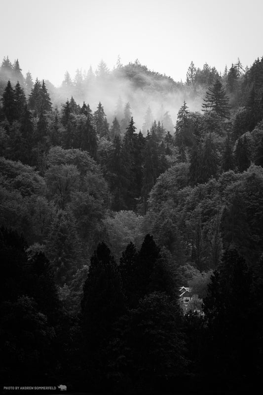 Good Morning, House in the Trees