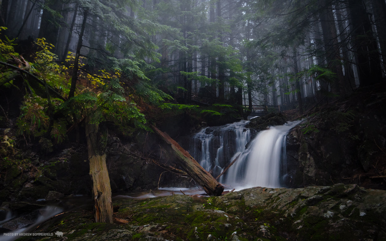 Good Morning, Misty Woods