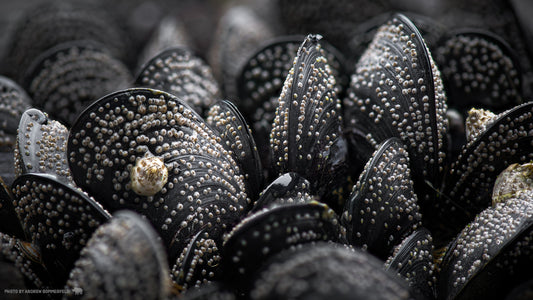 Mussels and Barnacles