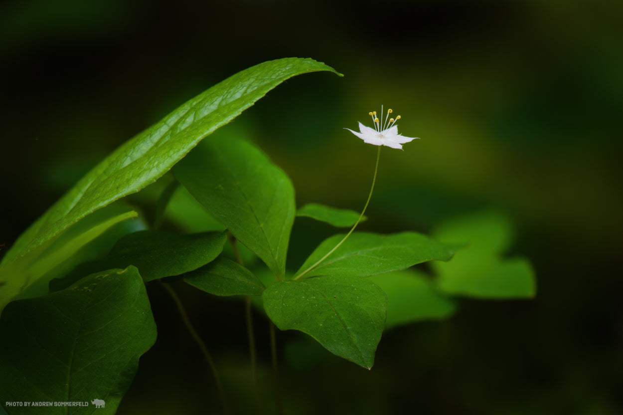 Rain Lily