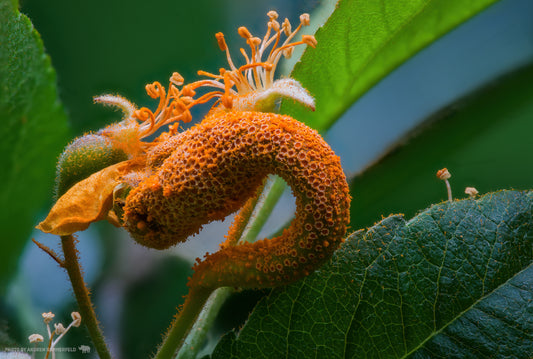 Strange Bloom
