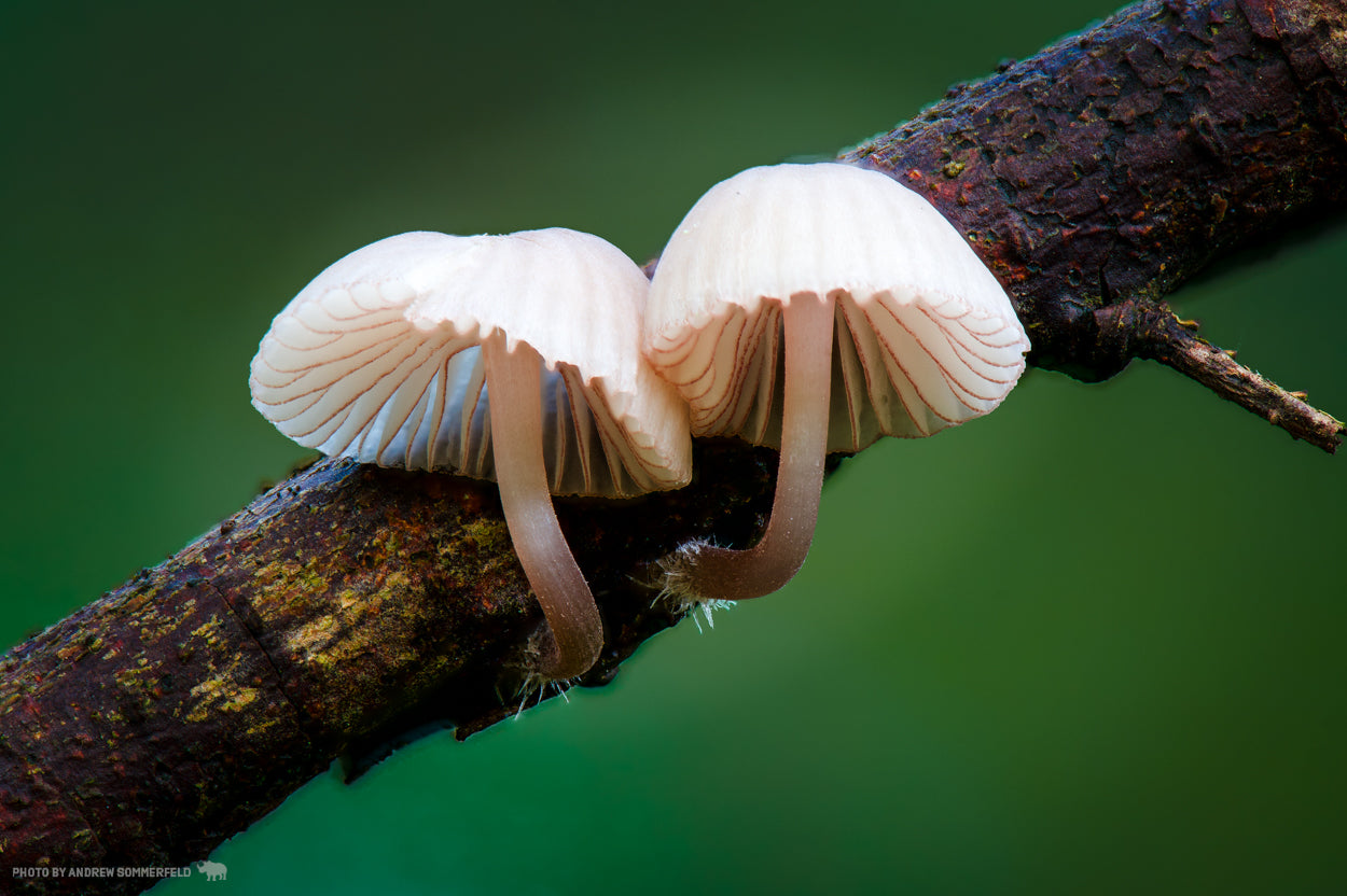 Tiny Caps
