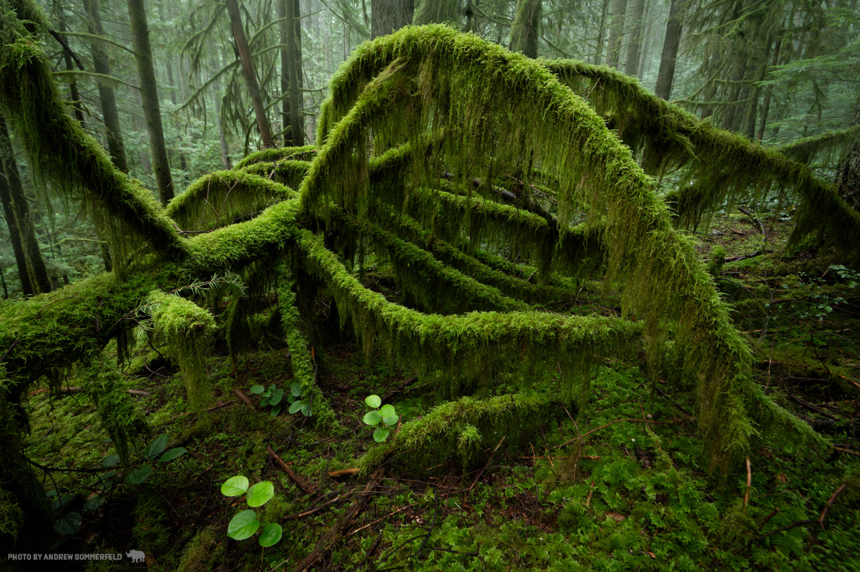 Wooly Green